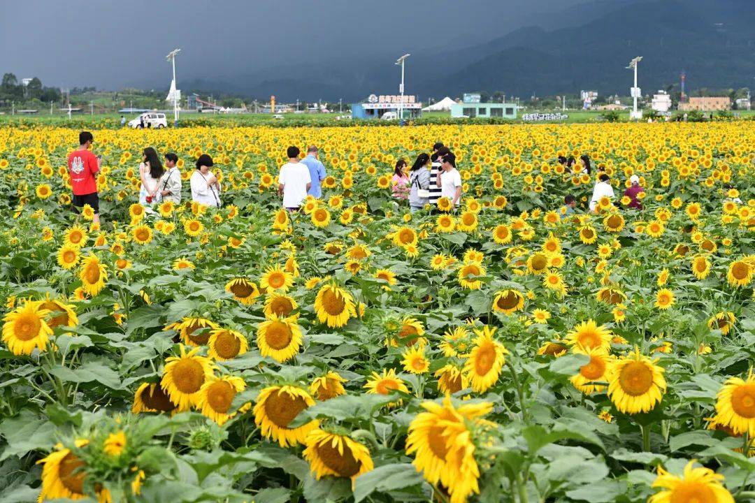 罗平向日葵花海太火了人民日报客户端点赞