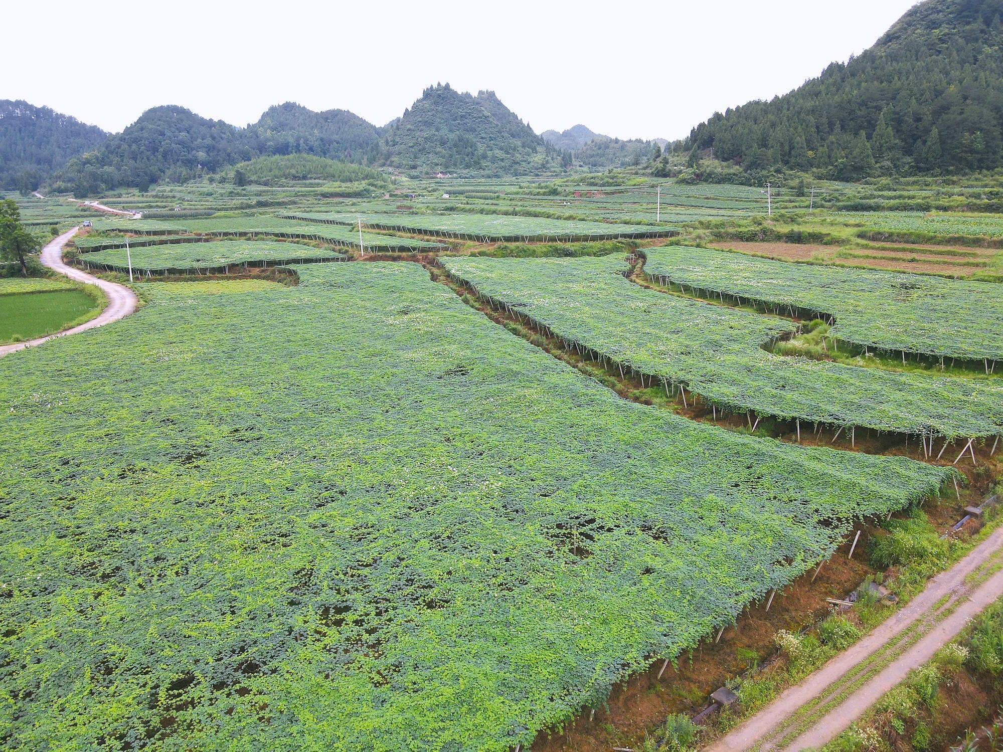 贵州岑巩 小吊瓜吊出乡村振兴大钱景