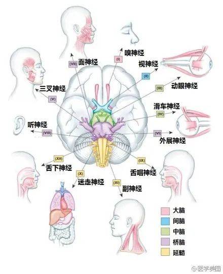 神经系统速记口诀及超全图谱