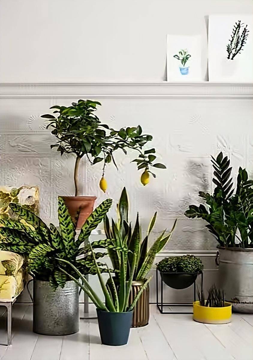 卧室养什么花好?就养"5种",好养美观,休息睡眠好空气更好