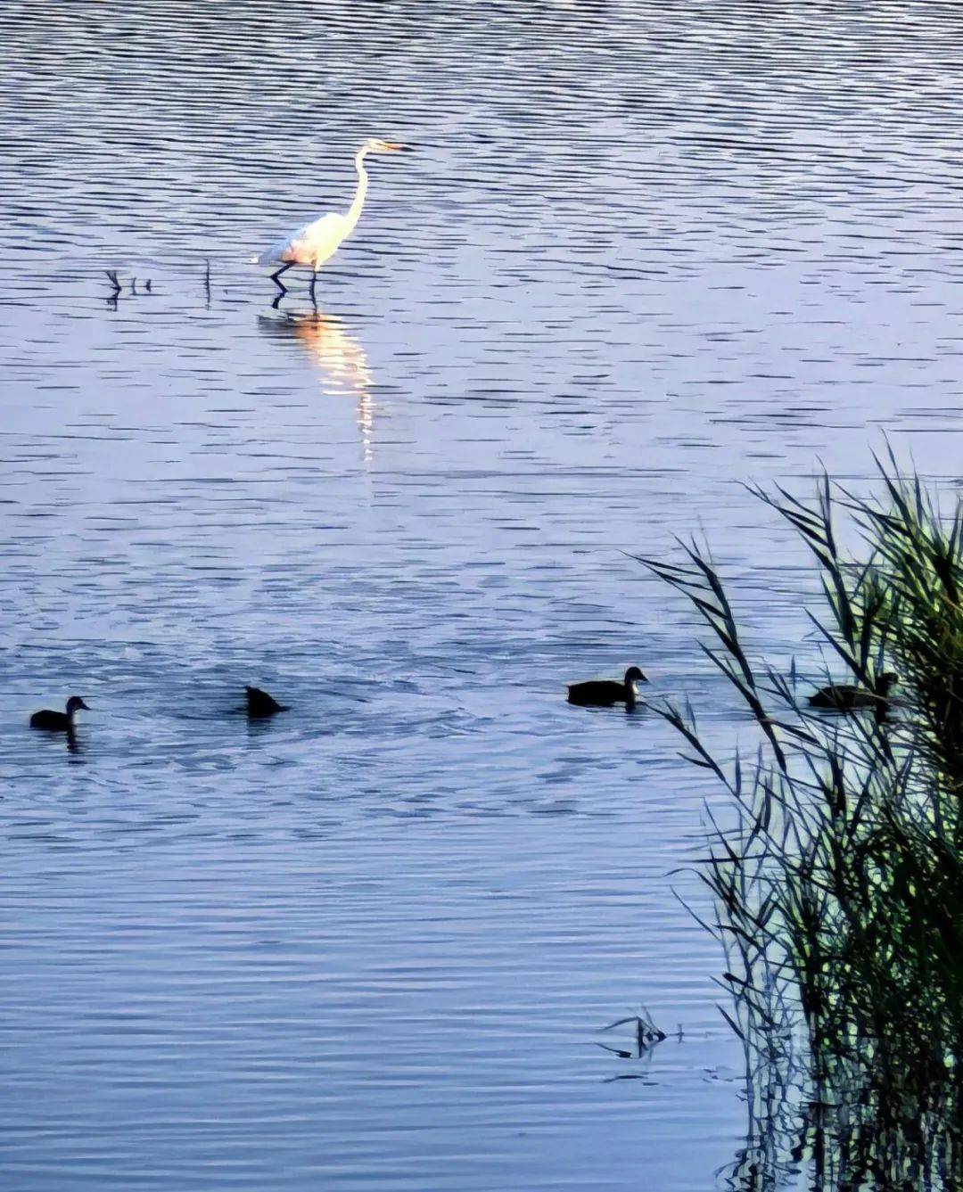 榆次潇河湿地公园简介图片