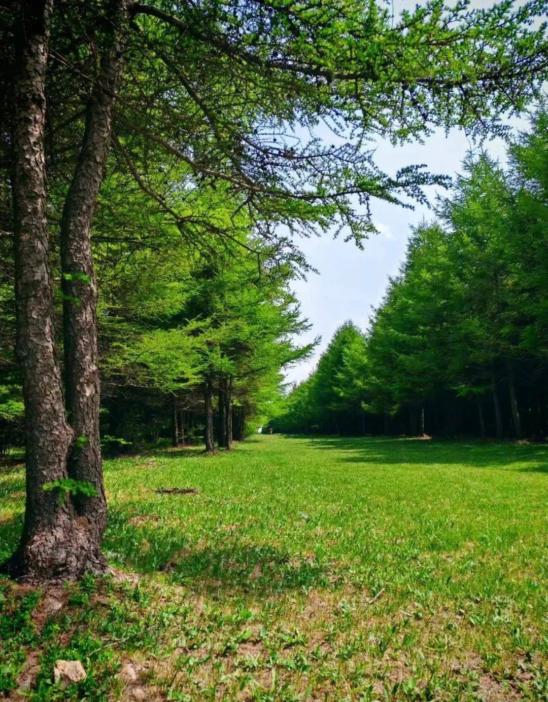 河北白石山空中草原纯玩三日游