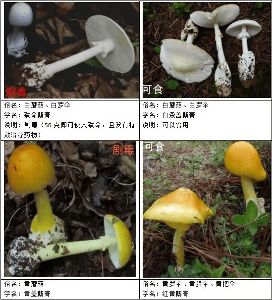 野生蘑菇毒难辨 东北地区常见毒蘑菇长这样