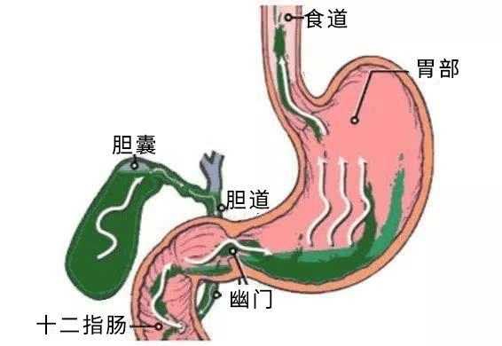 胆和胃的位置图片图片