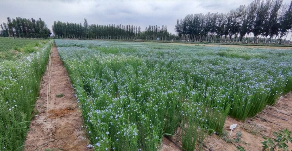宁夏君星坊:小种子育出大产业,加快推进亚麻产业发展