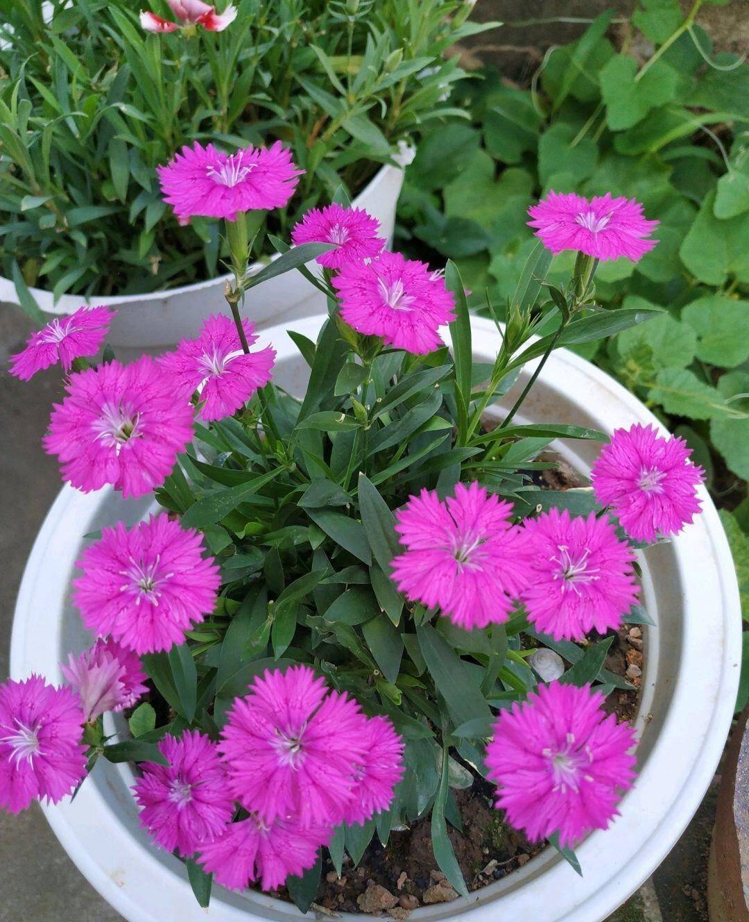 这"4种花",一年四季开花,非常好养活,非常"爱开花"