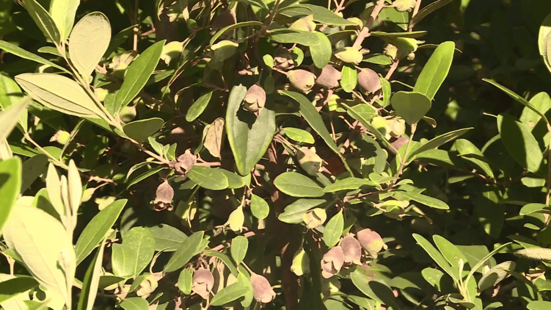 捻子人工种植图片