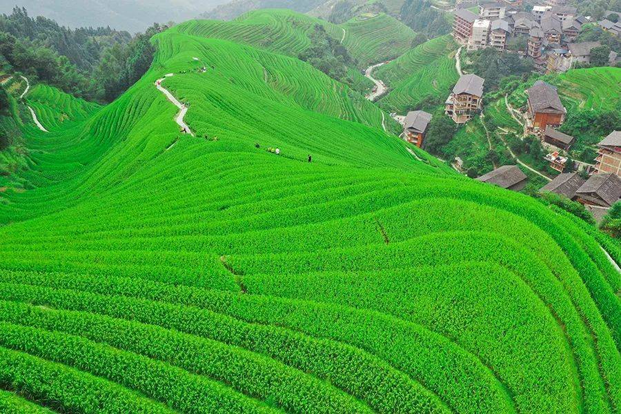 龙脊梯田旅游详细攻略图片