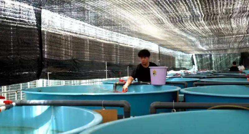 养殖车间内,一排排圆形养殖池映入眼帘,工人们正对鱼池进行保洁消毒