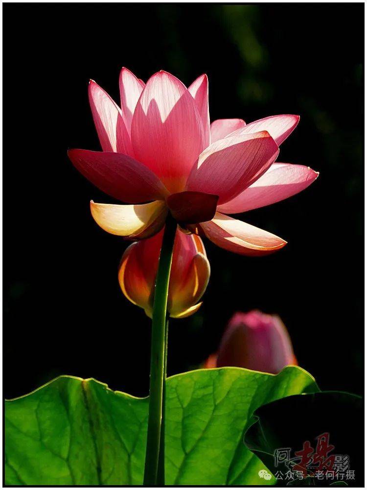 夏日莲莲看:逆光中的莲花_照片_荷花_图集