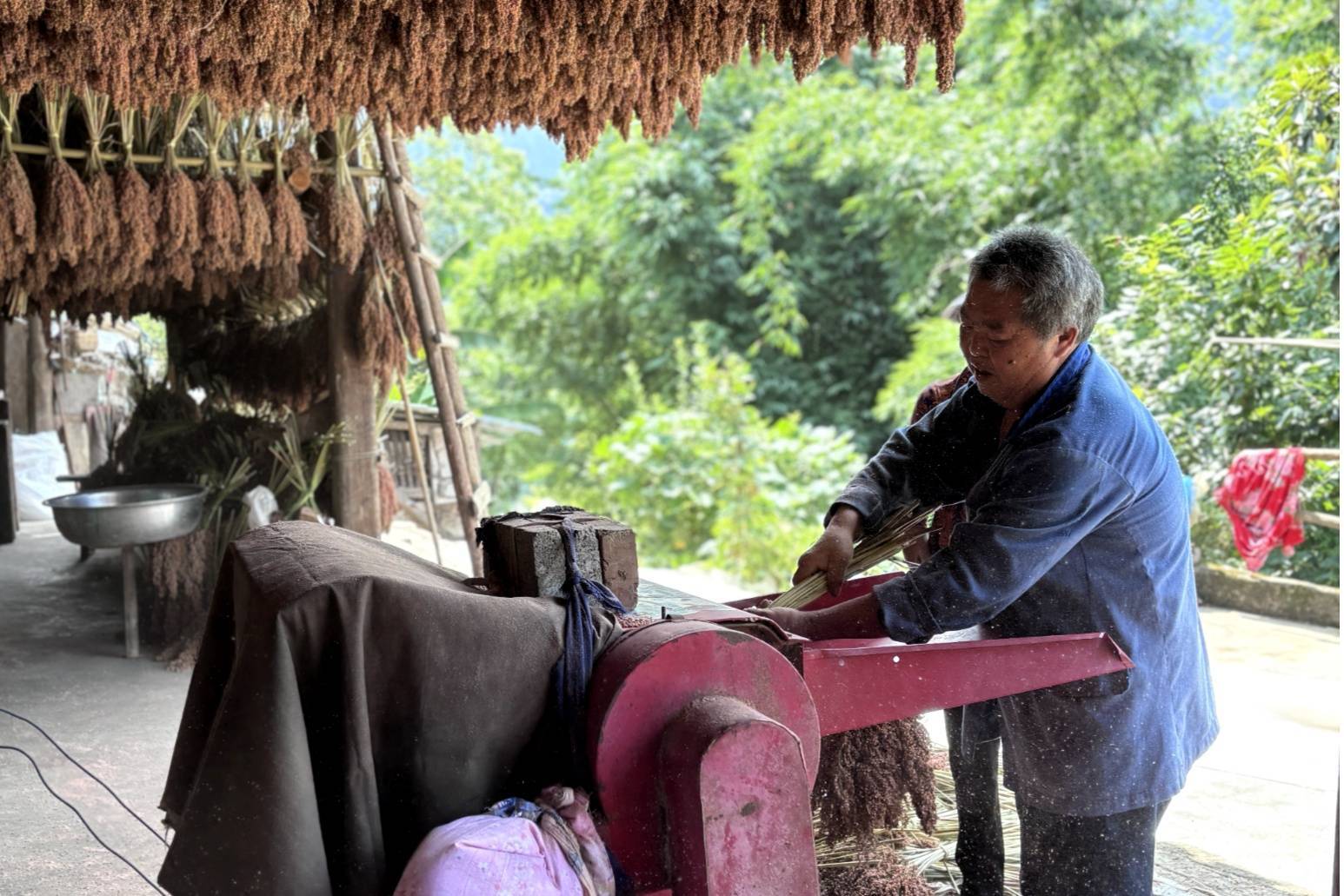 贵州习水:高粱"微醺"乐弯腰农户笑颜开