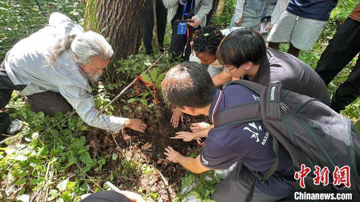 仙草 外国青年长白山寻参 千百年不绝之理 感悟