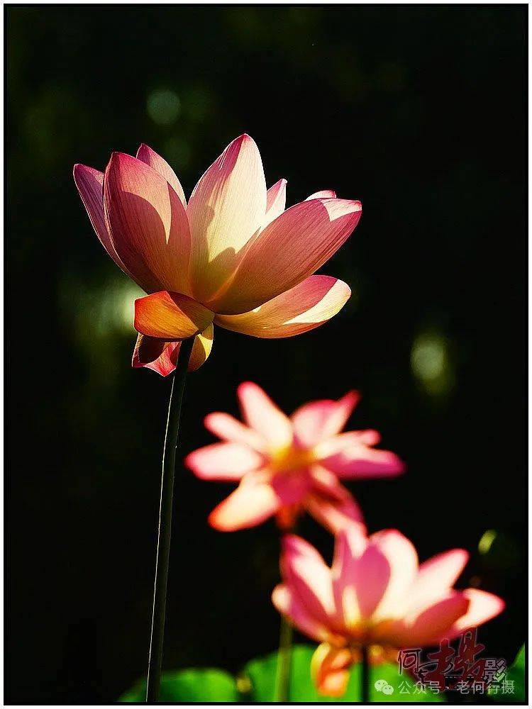 夏日莲莲看:逆光中的莲花_照片_荷花_图集