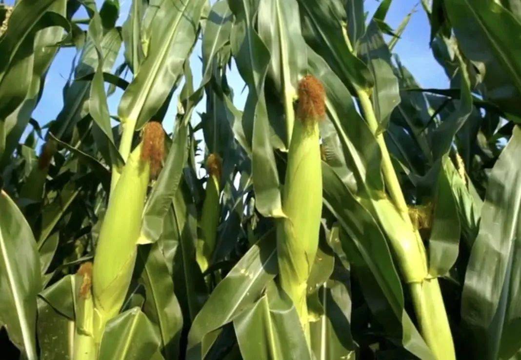 方圆百里没有工业园区,未受工业污染和化学农业污染,得天独厚的自然