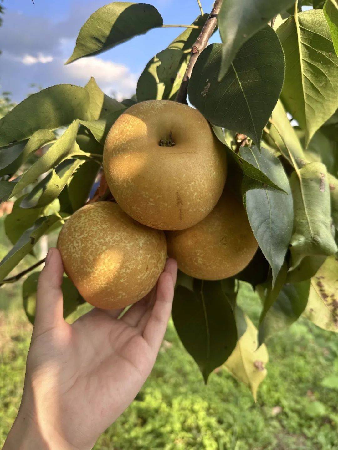 降温10℃|21℃清泉水,畅玩翁源冷泉滩,食足4餐 品尝解暑神器—水晶梨!