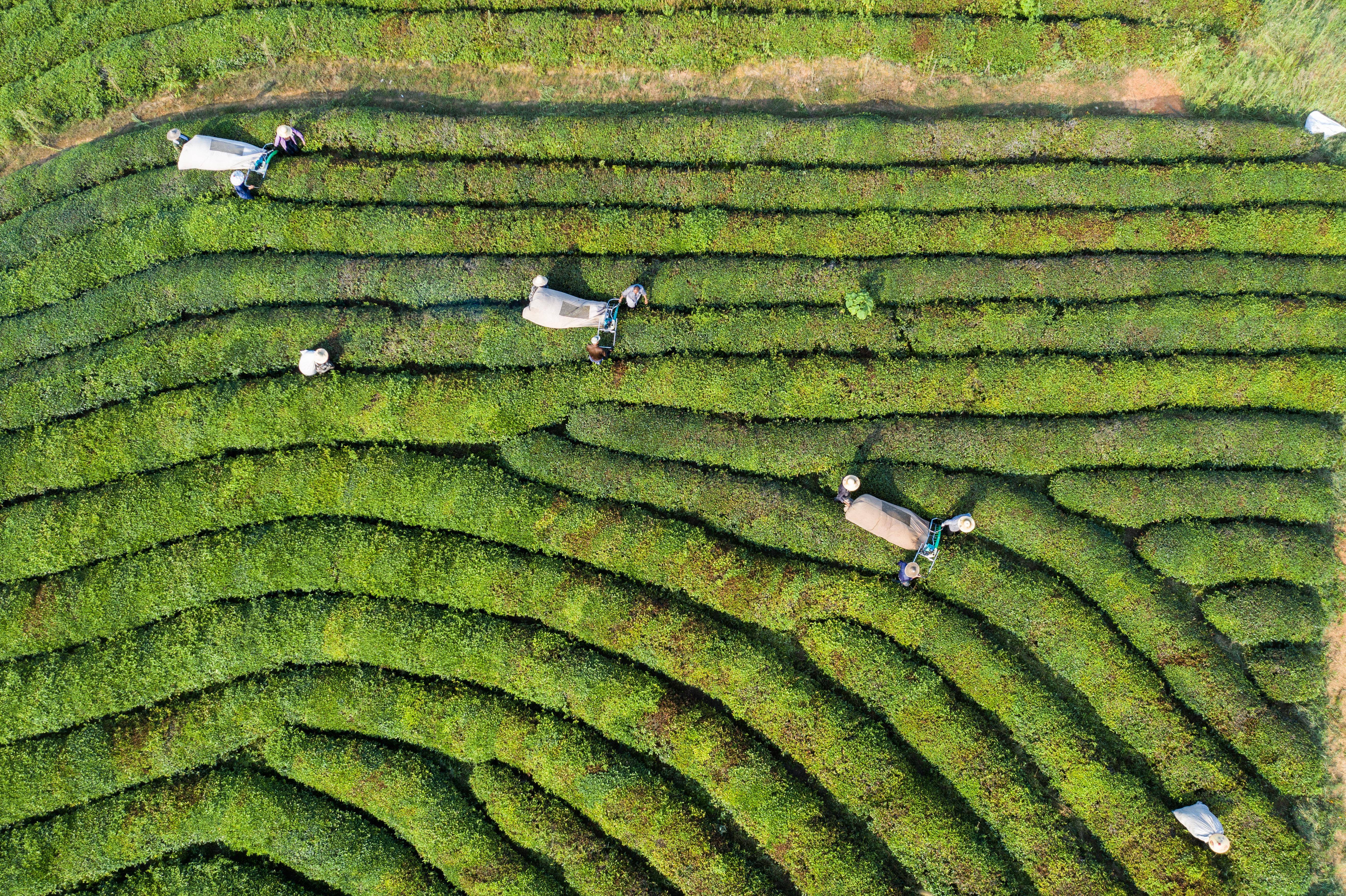 德阳茶叶图片