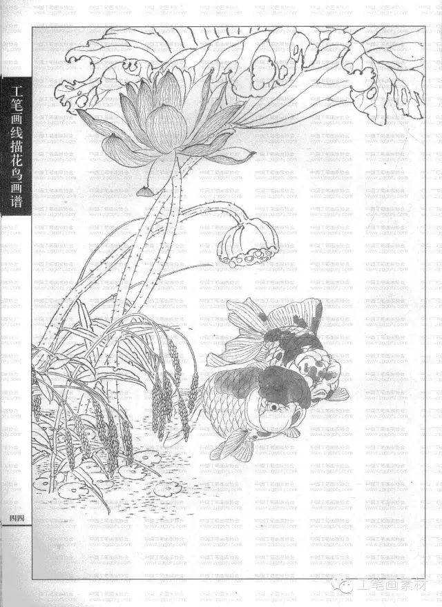 工笔画线描花鸟画谱——金鱼篇