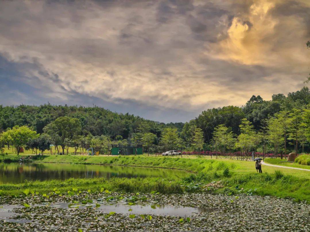 收费标准要变!东莞同沙生态公园发布公告