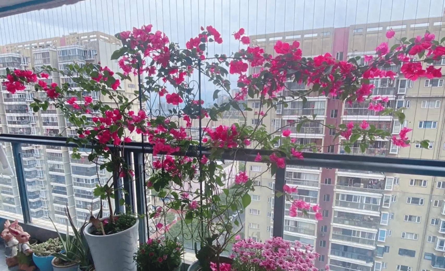 广东一太太阳台养三角梅,因"养得太好"招来邻居投诉,太冤了
