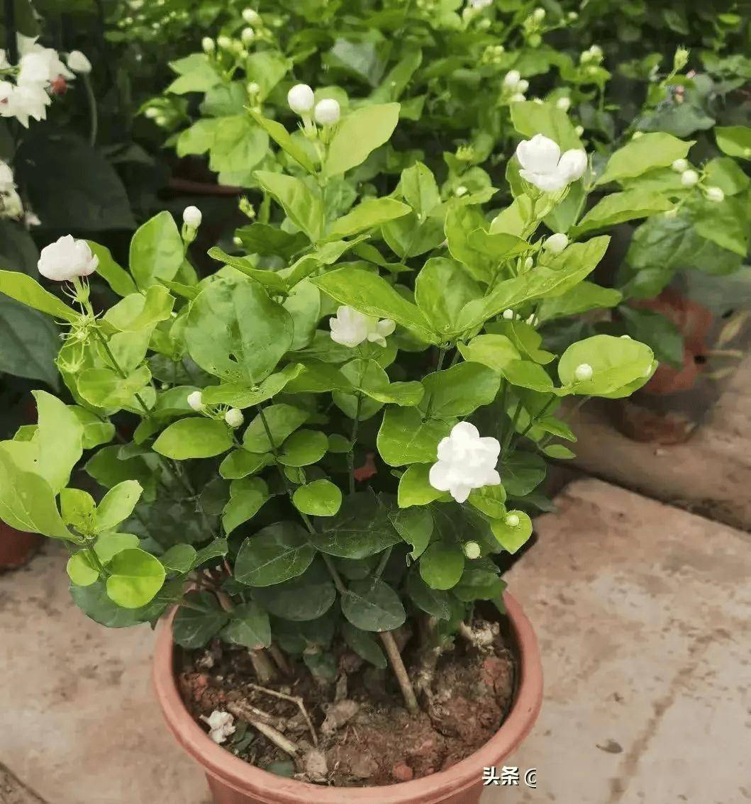 8月养茉莉做好"3足1轻",花满枝头叶子少,不断的开花香极了