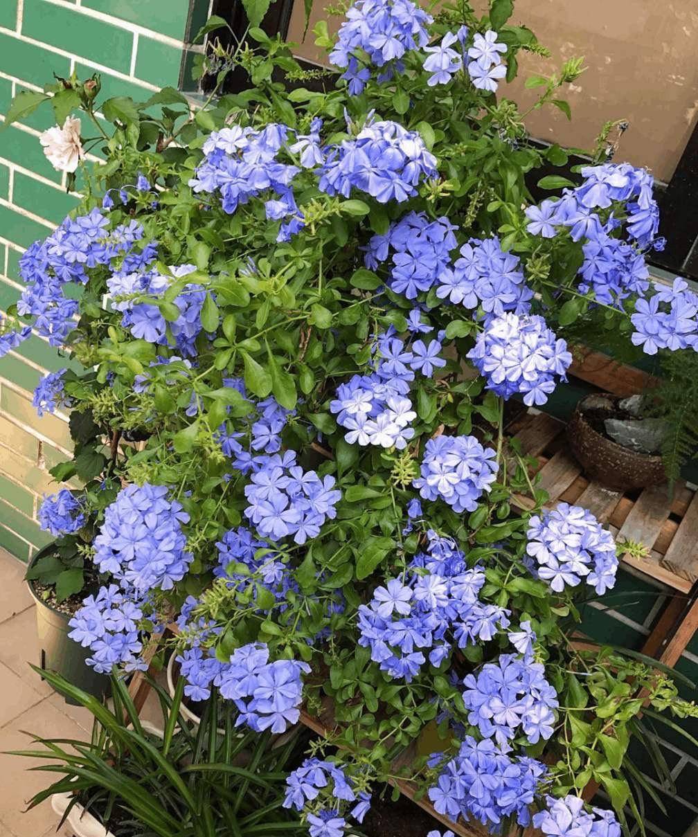 阳台养蓝雪花,秋冬季做好"一点",来年花又开爆