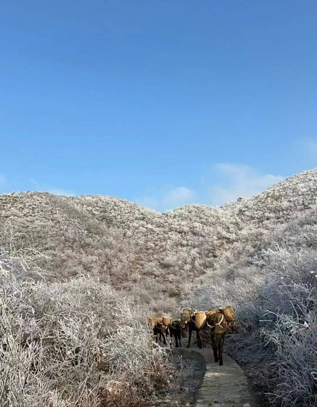 永新秋山介绍图片