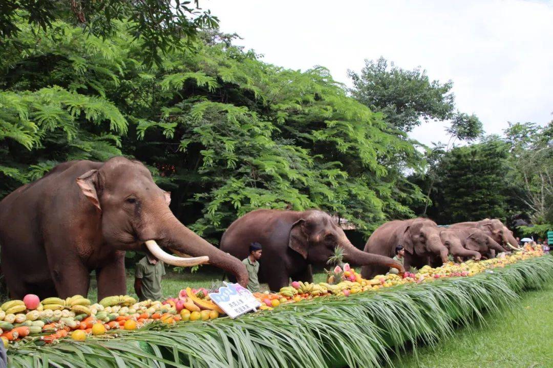 世界大象日 | 在西双版纳野象谷,与象同乐!