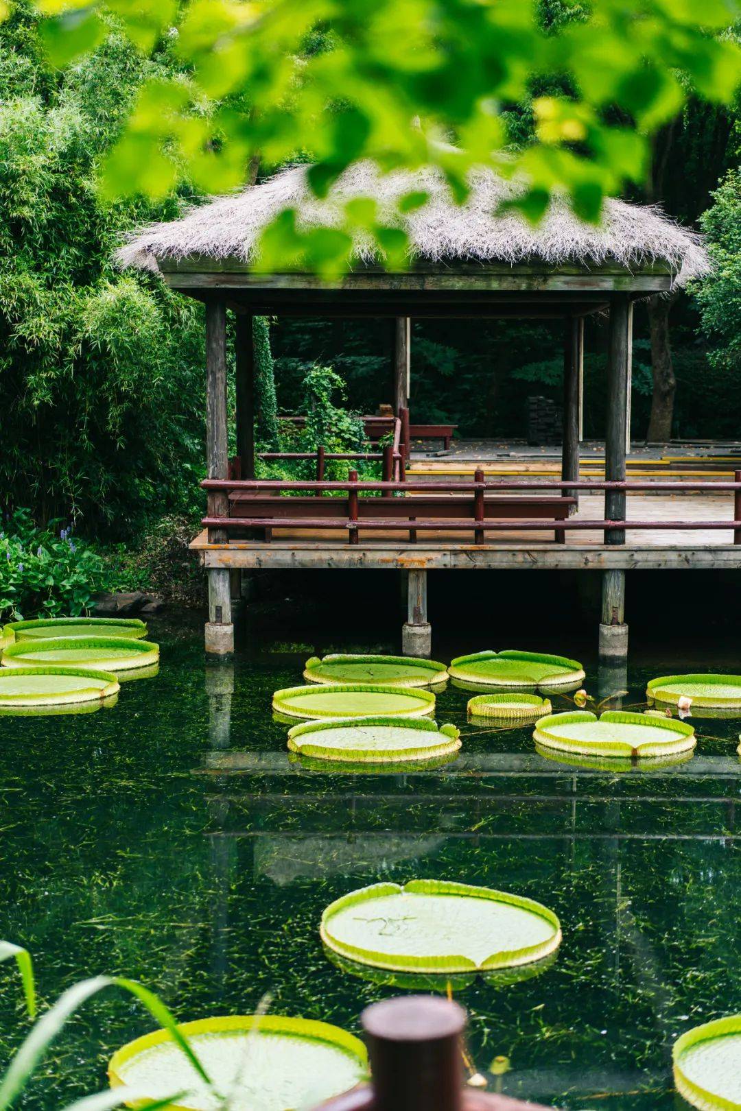 而柔和的光辉之中让人感受到一种难以言喻的宁静与美好来滨江森林公园