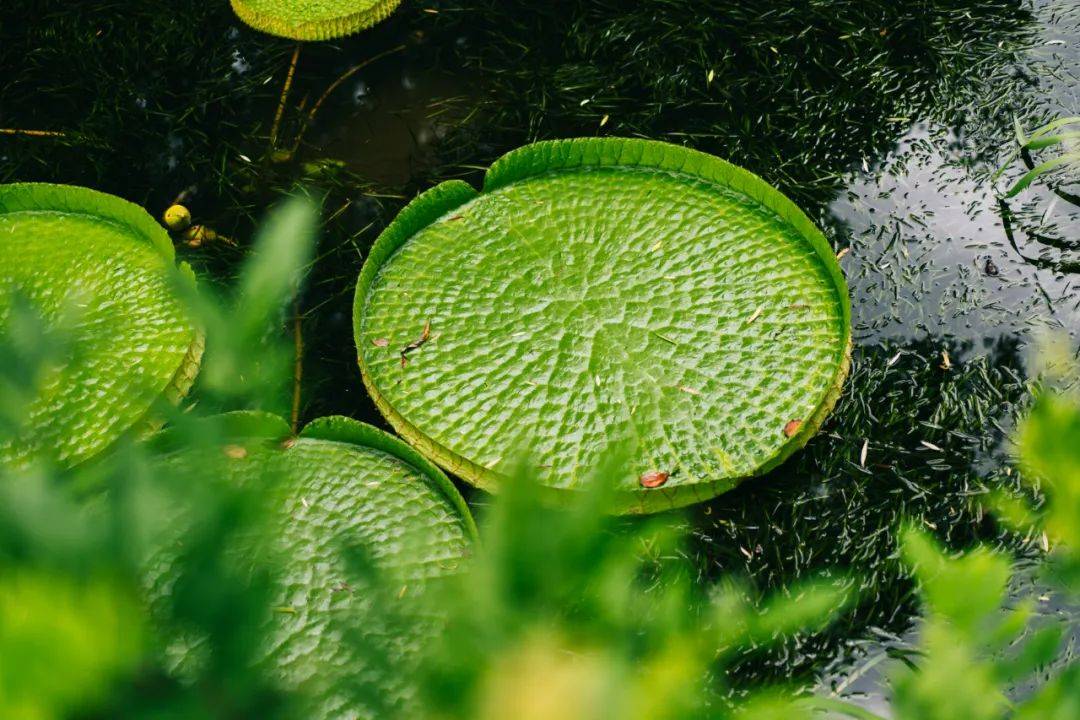 属植物水中大力士正步入观赏期随着气温的逐渐攀升种植于湿地水面滨