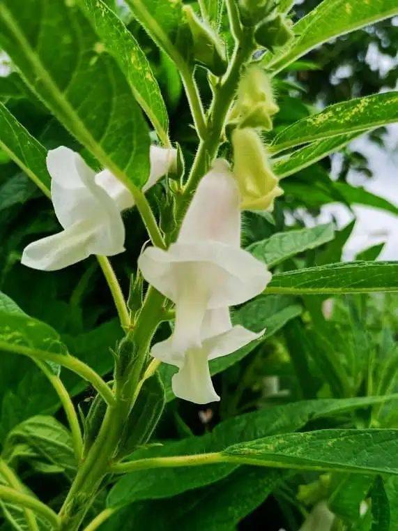 网友晒图:立秋后,芝麻开花节节高