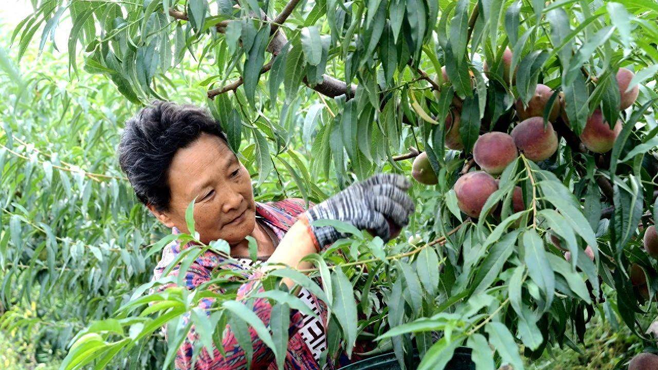 潍坊临朐:蜜桃产业引领绿色经济 生态旅游绽放独特魅力