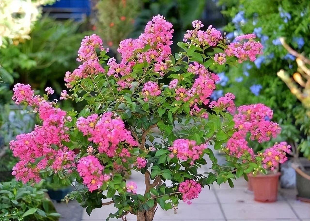 夏季养"5种花",天天开花,表现完美,开花开不停,再热也不怕