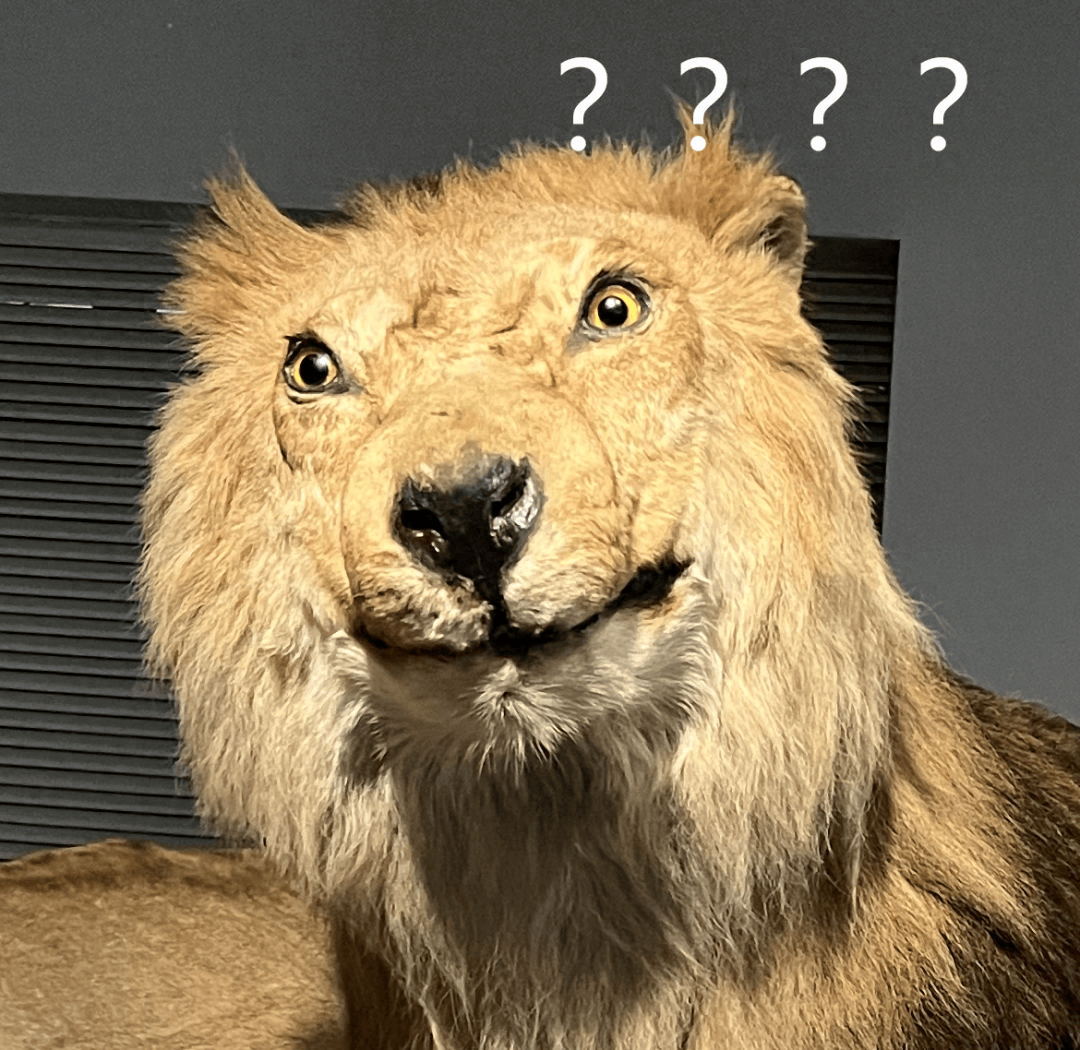 上海自博馆网红"萌狮"表情为何如此呆萌?_狮群_雄狮_狮子
