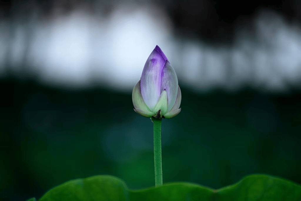 龙图摄影公开课|荷花赋——公益教师姜振宇摄影作品展_花瓣_莲蓬_技术