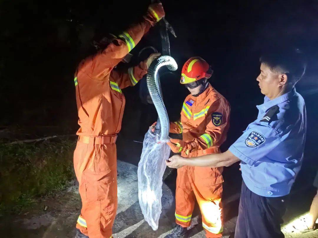 恐怖!普洱一村民家中闯入3米长眼镜王蛇