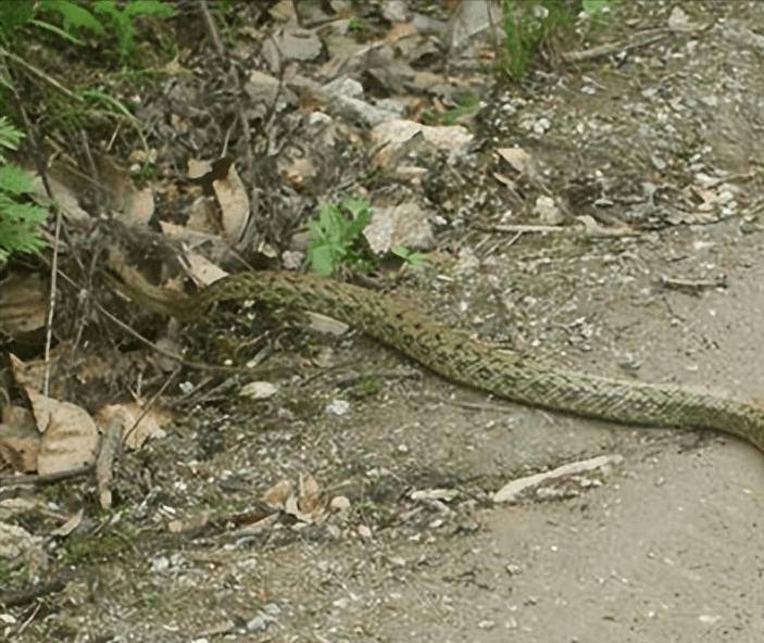 眼镜王蛇死死咬住菜花蛇,110求助119:我的"嫌疑蛇"快被吃了!_房梁_什