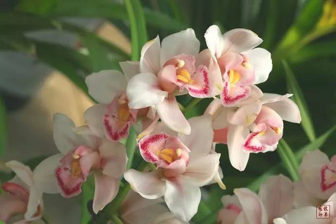 【国画素材】幽兰之花