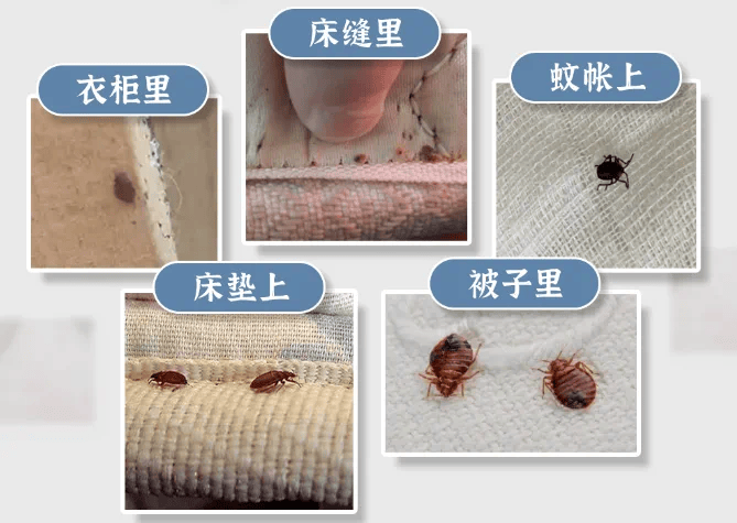 健康科普丨常见病媒生物防制(八)——臭虫