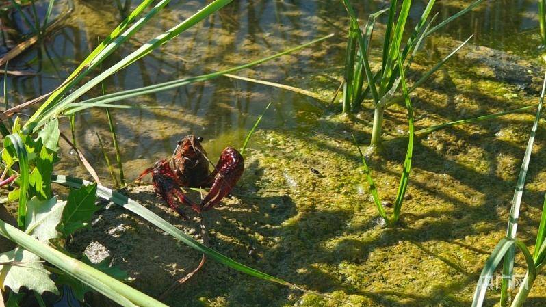 虾在稻中长 一田两收绘就新"丰"景_四棵树镇_养殖_水稻