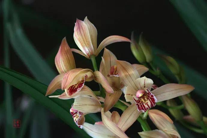 【国画素材】幽兰之花