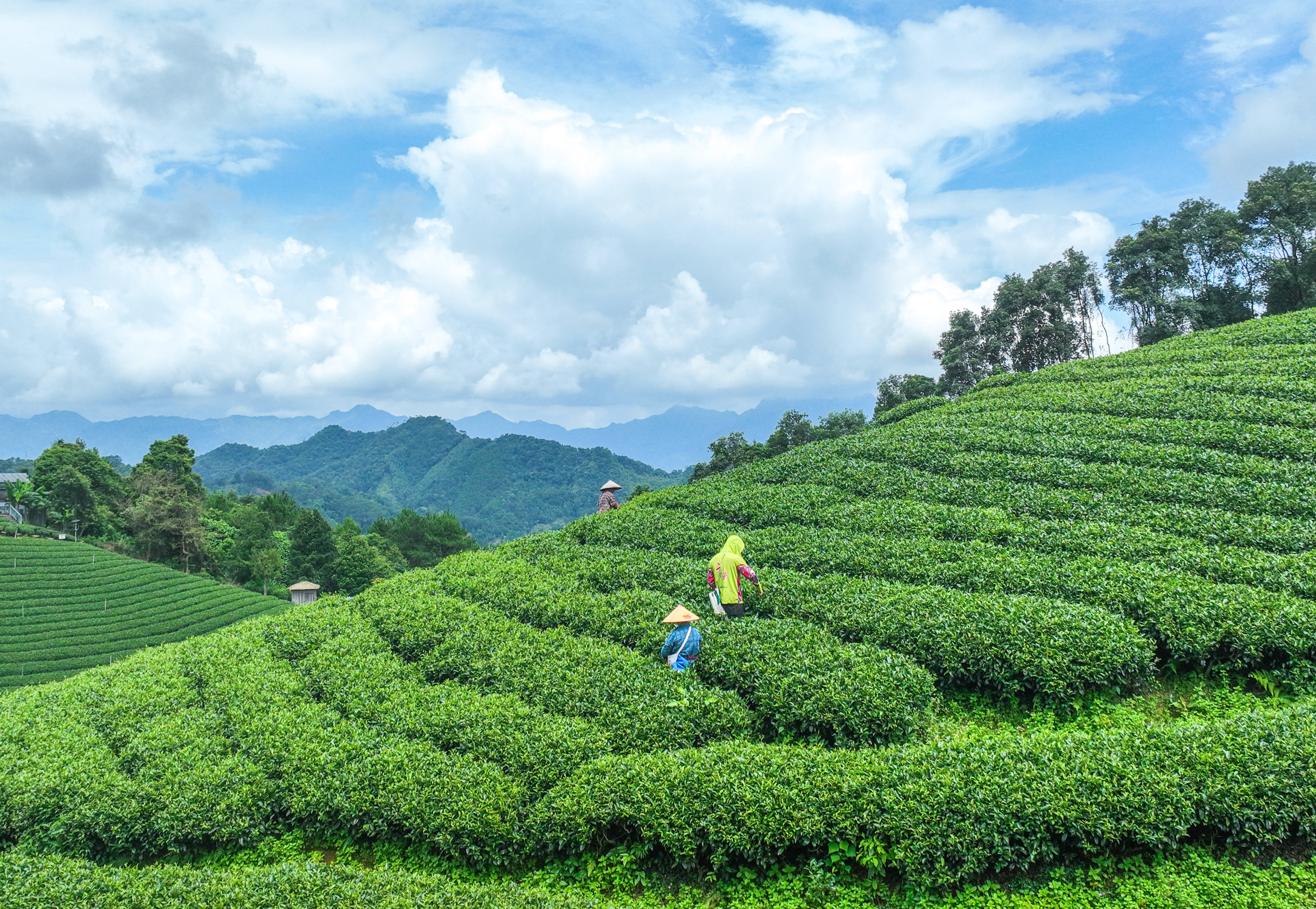 秋茶采摘忙