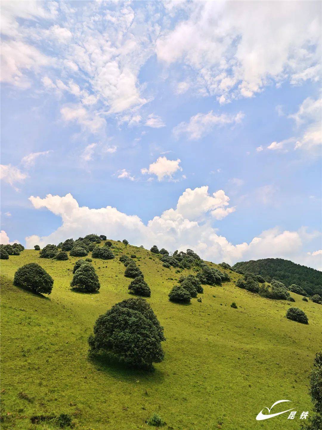 是独属于大理的阿勒泰杨柳村高山草甸位于大理宾川县的藏着鲜为人知