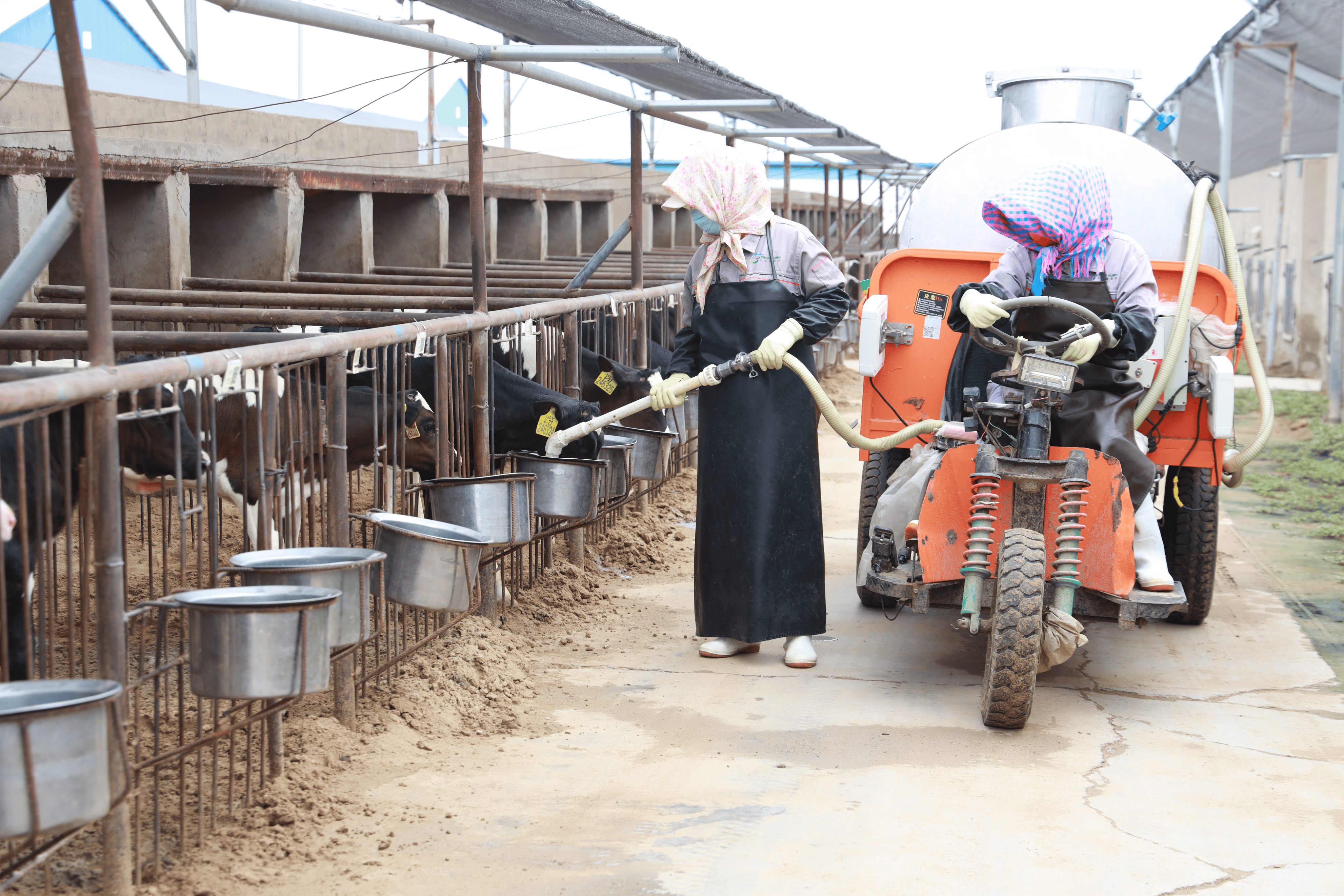 贺兰县畜牧业:从标准化到高质量发展_养殖_奶牛_畜禽