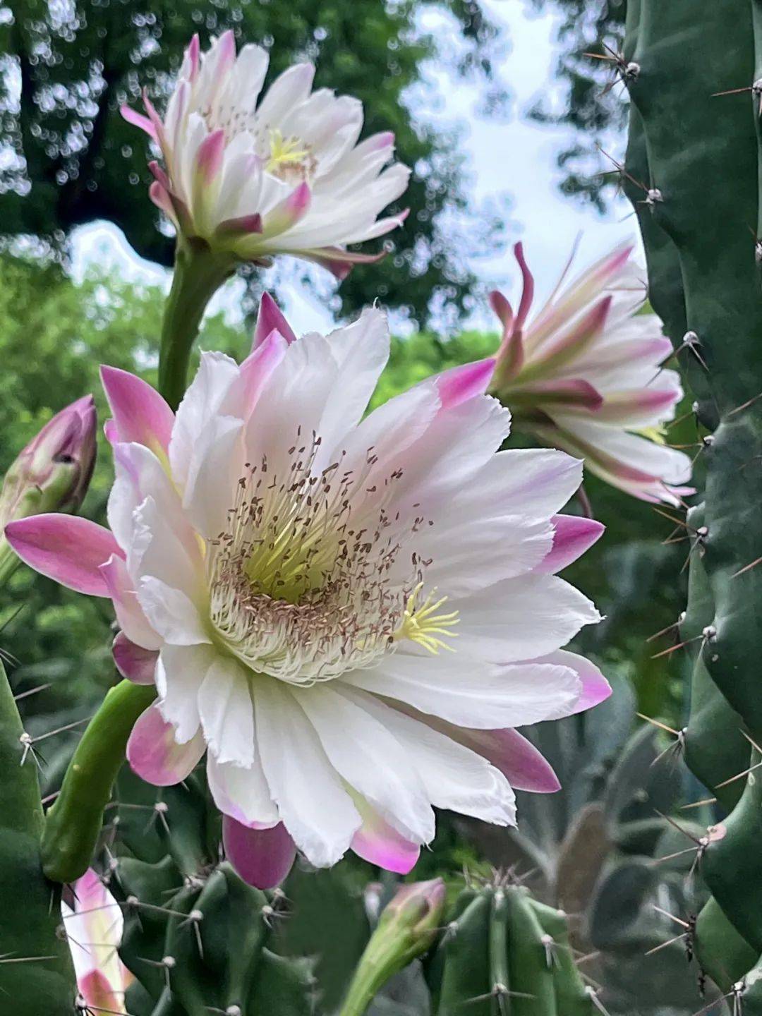 繁花上新!"神秘的秘鲁苹果"之称的秘鲁天轮柱开花了~就在这里
