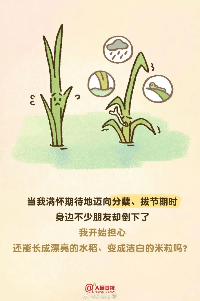 【漫画版】一粒米的旅程