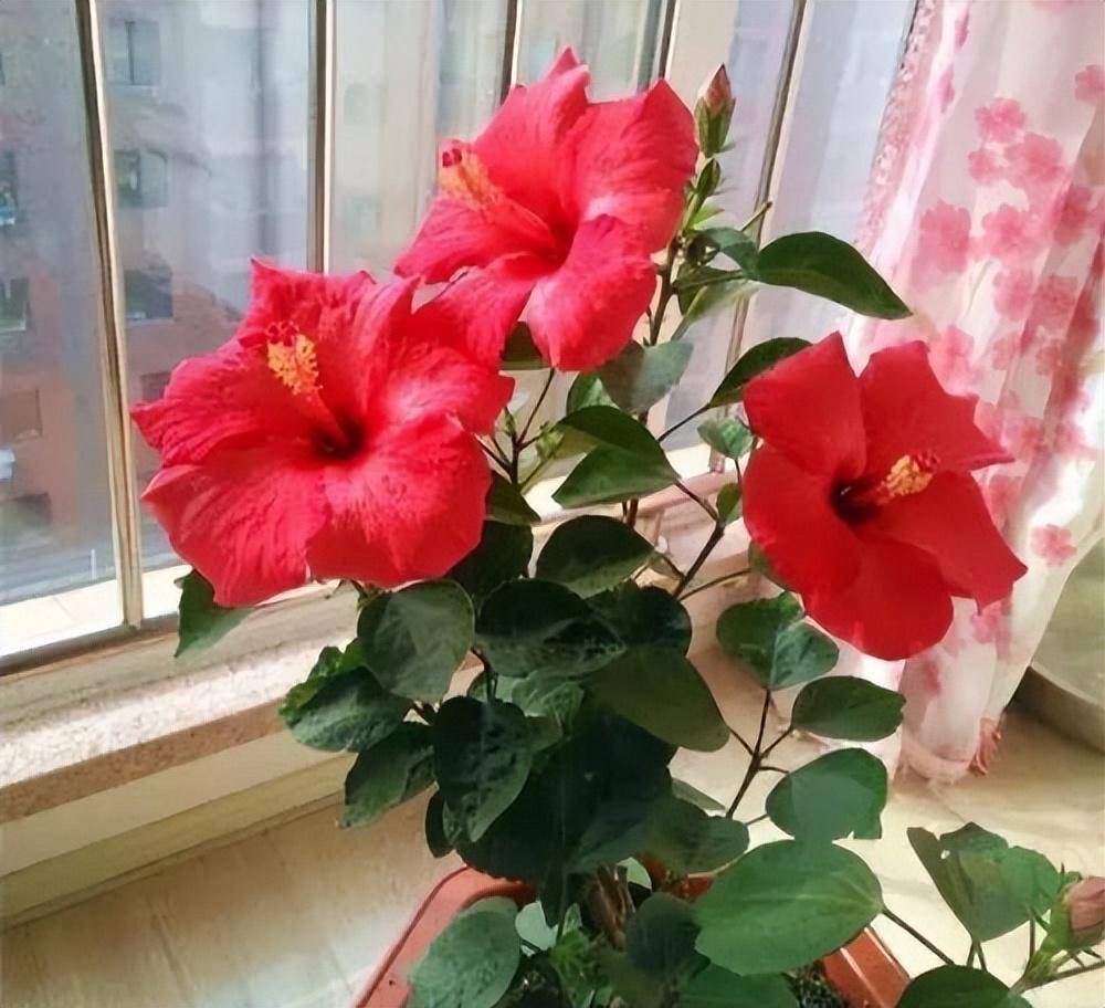 阳台养一盆大红花,天天开花,花红色艳漂亮洋气,有点阳光就开花