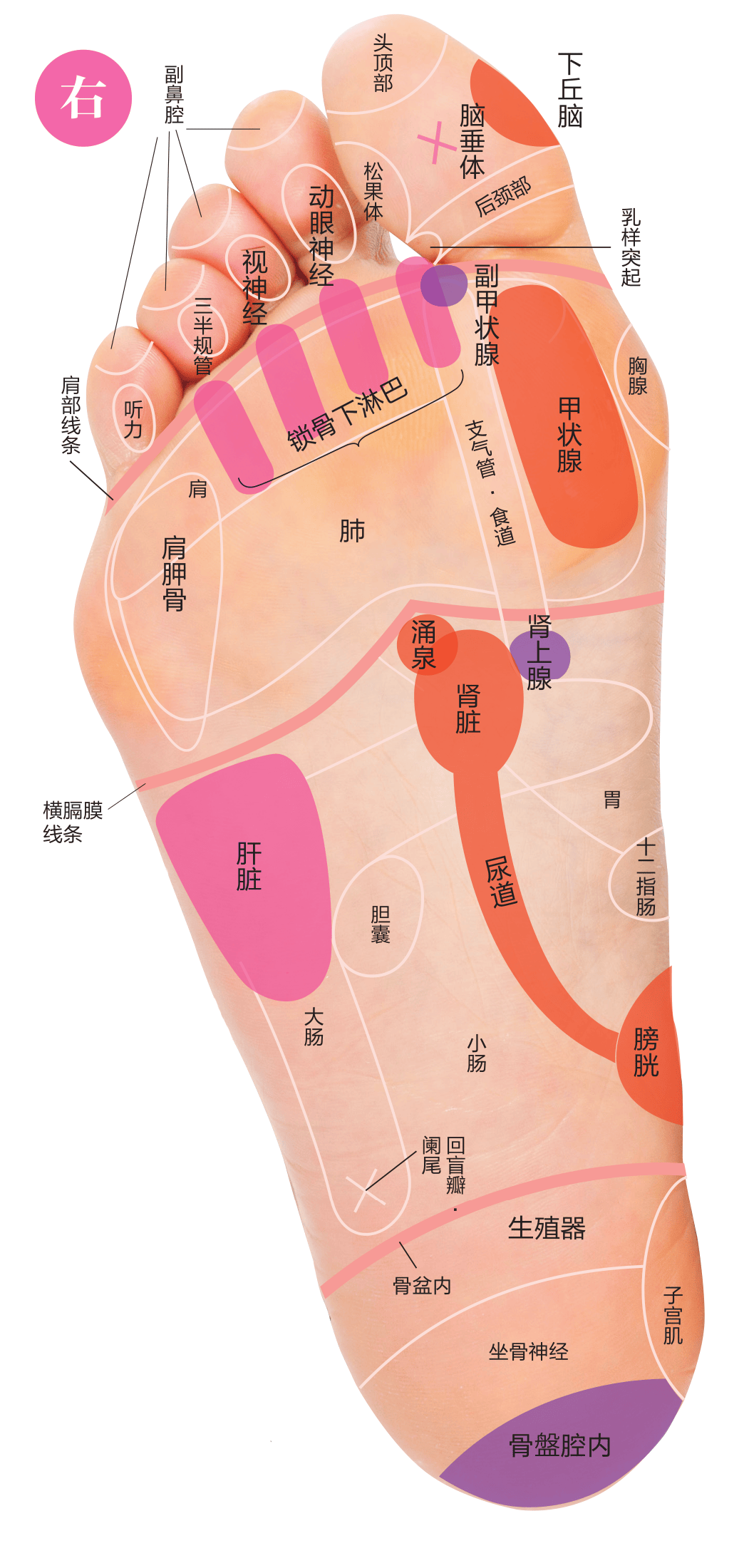 了解3大足底反射区,按揉的基本方法!