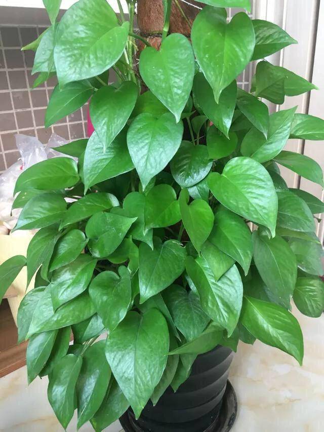 家中摆放绿植有学问,注意"5点",漂亮长势好,净化空气又旺宅_植物_花草