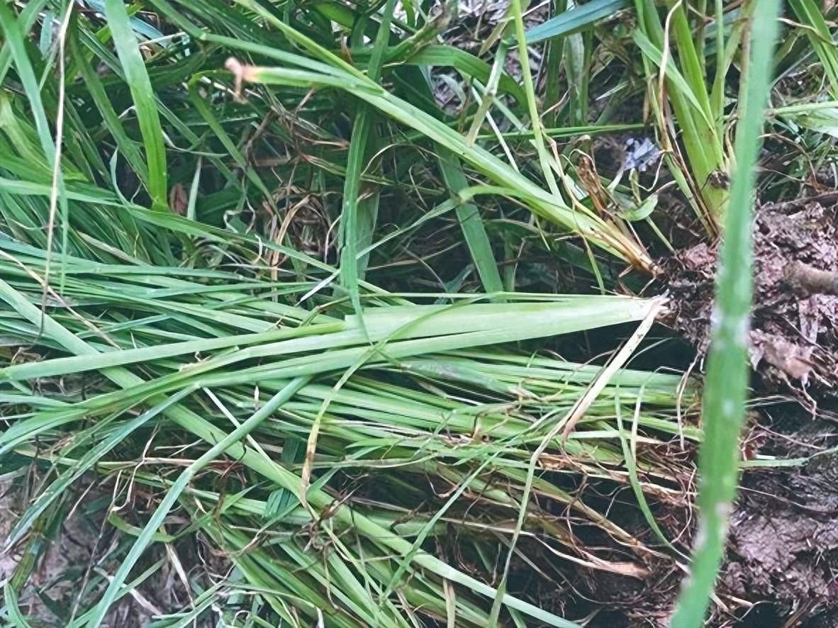稻田千金子没除掉?或是双稃草!