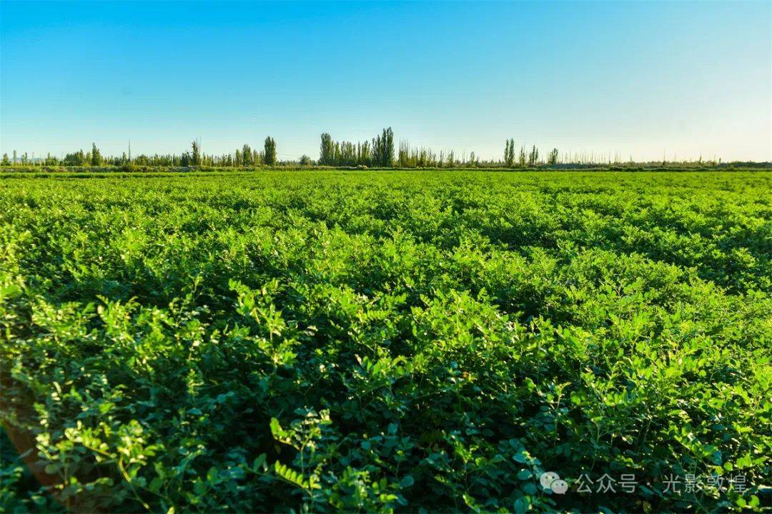 敦煌700亩甘草长势喜人_肃州镇_杨家堡_种植